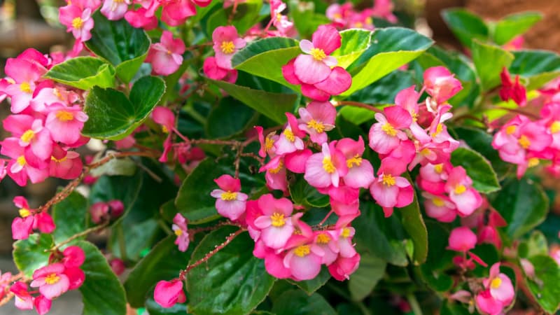 Begonia